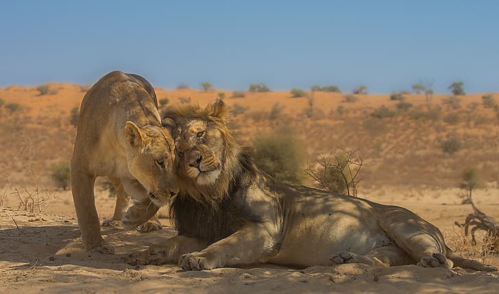 love, Leo, wild cats, lions, a couple, lioness, HD wallpaper
