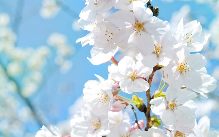 Flores blancas, flor de fruta blanca, flores blancas, flores, blanco, Fondo de pantalla HD