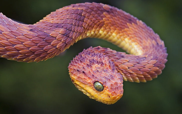 red and yellow viper, snake, bend, color, scales, HD wallpaper