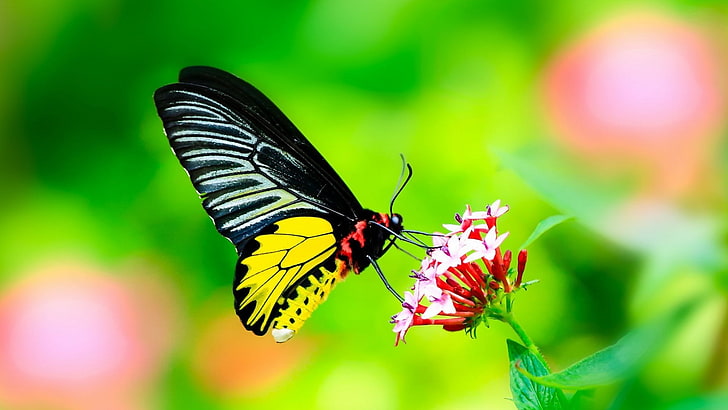 farfalla, insetto, macro, Sfondo HD