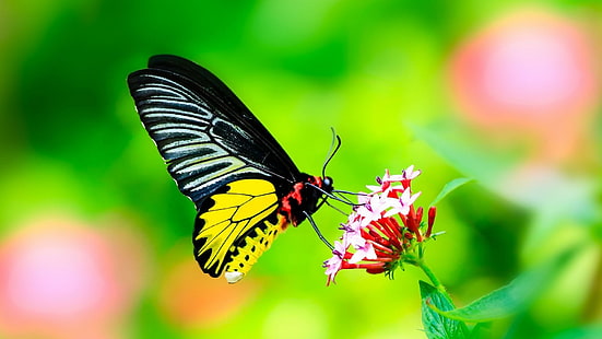 пеперуда, насекомо, макро, HD тапет HD wallpaper