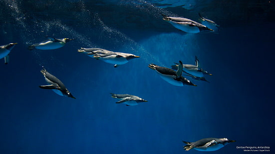 Pinguini Gentoo, Antartide, Uccelli, Sfondo HD HD wallpaper