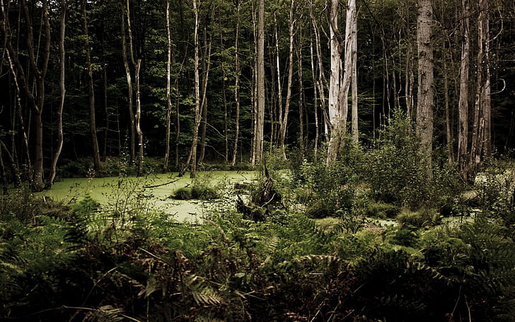 Dark Dreary Woods, pohon, kayu, hutan, suram, gelap, alam, dan lanskap, Wallpaper HD