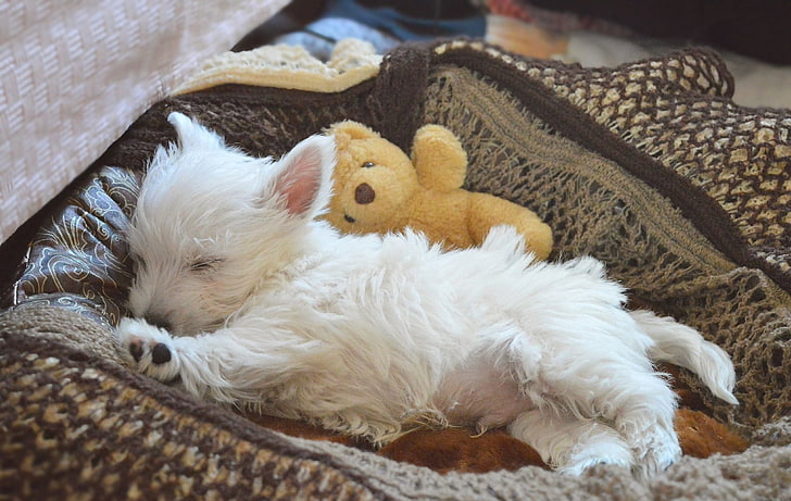 Кучета, West Highland White Terrier, бебе животно, куче, домашен любимец, кученце, спящ, HD тапет