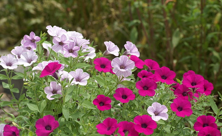 bunga poppy ungu dan merah muda, petunia, bunga, cerah, petak bunga, hijau, Wallpaper HD