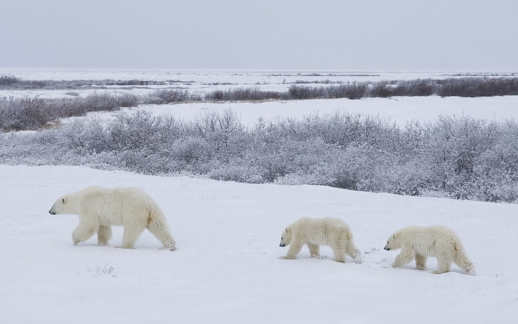 three polar bears, bears, snow, walking, family, polar bears, HD wallpaper