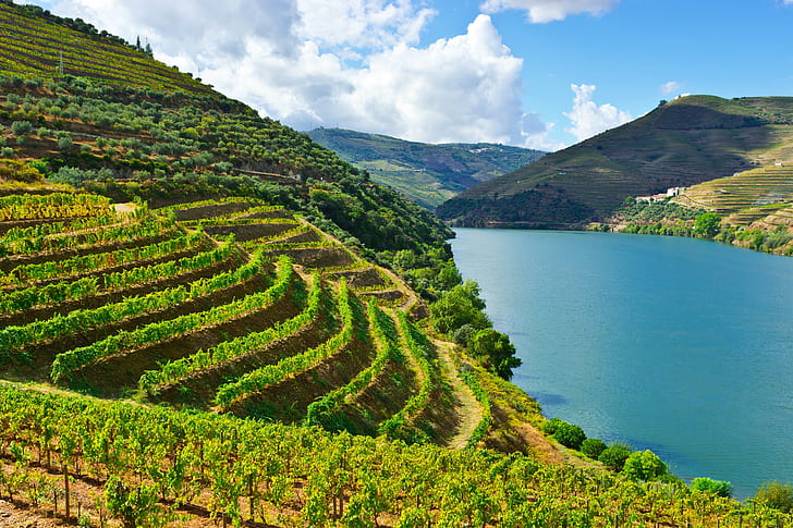 Douro, ladang, gunung, alam, portugal, sungai, Wallpaper HD