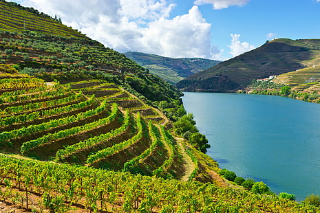 Douro, ladang, gunung, alam, portugal, sungai, Wallpaper HD HD wallpaper