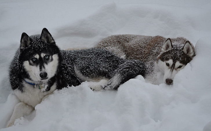 Huskies in the snow, two alaskan malamutes, animals, 1920x1200, husky, HD wallpaper