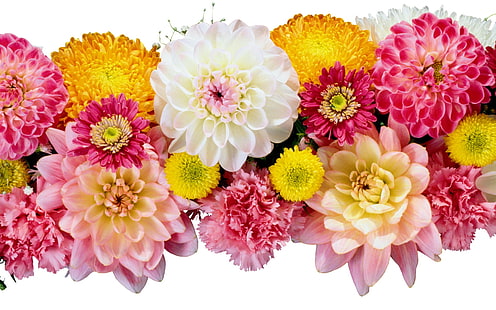 beyaz, pembe ve sarı dahlia ve anneler, dahlias, çiçekler, çeşitli, güzellik, HD masaüstü duvar kağıdı HD wallpaper