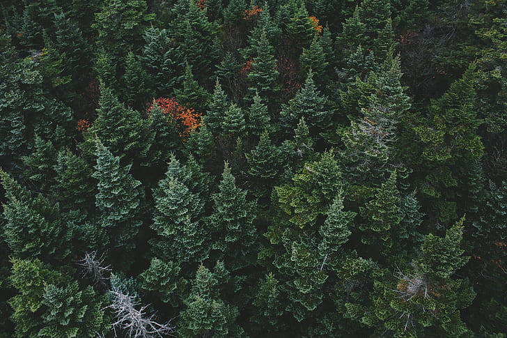 foresta, natura, sfondo verde, Sfondo HD