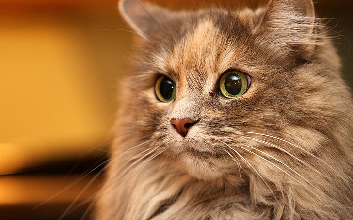 灰色の長い毛皮の子猫、猫、顔、目、ふわふわ、 HDデスクトップの壁紙