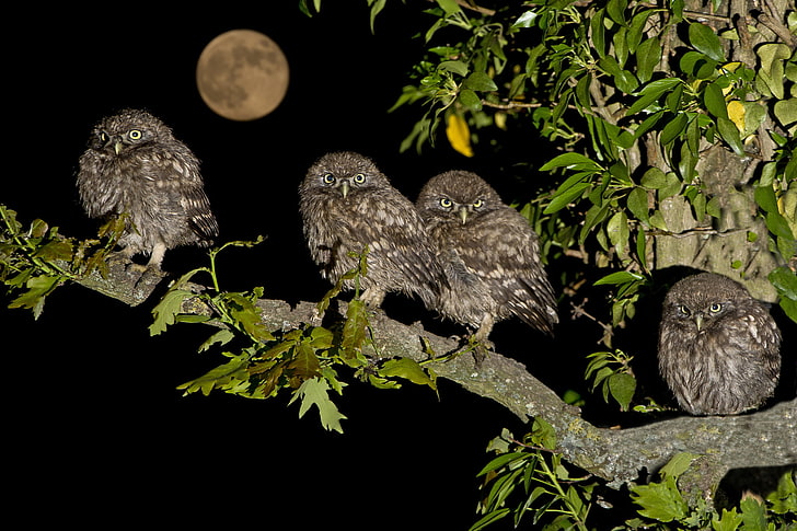 four gray owls, birds, night, the moon, branch, Chicks, family, brownies owls, HD wallpaper