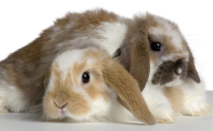 กระต่ายน่ารัก, กระต่ายคละสีสองตัว, สัตว์, สัตว์เลี้ยง, น่ารัก, กระต่าย, วอลล์เปเปอร์ HD