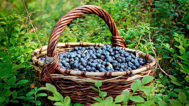 blueberry, fruit, berry, basket, plant, blueberries, HD wallpaper