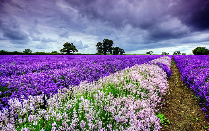 Frühlings-purpurrote und weiße Blumen, Landschaft, Feld, Hintergrund, HD-Hintergrundbild