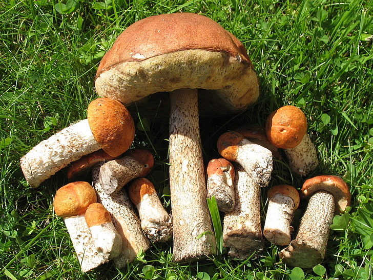 bunch of brown-and-beige fungus, grass, macro, Mushrooms, HD wallpaper