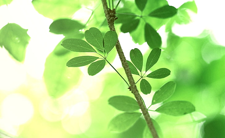 Fotografie, Natur, Pflanzen, Blätter, Zweig, HD-Hintergrundbild