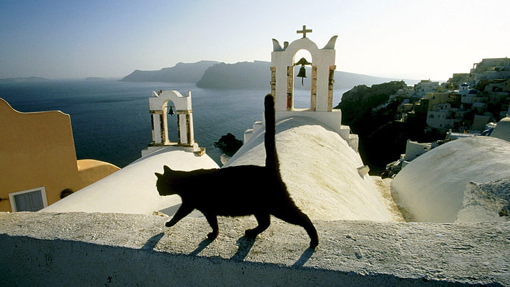 animals, cats, Greece, Islands, Santorini, HD wallpaper