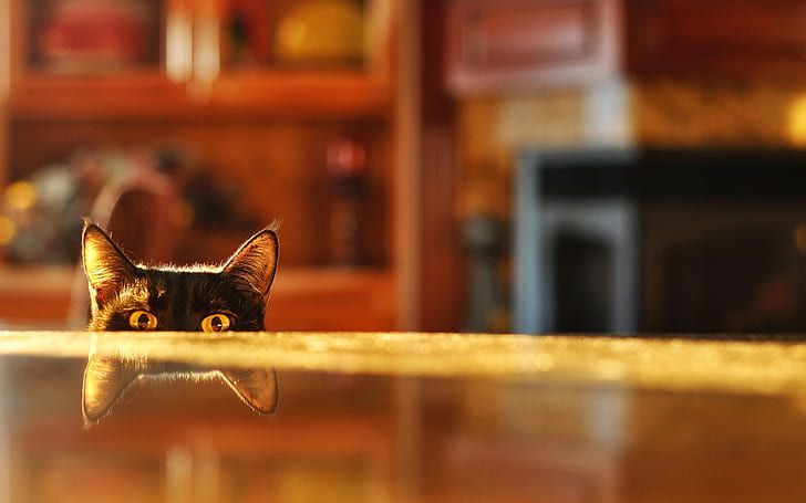 cats, depth, eyes, field, of, reflections, tabletop, HD wallpaper