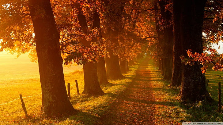 Autumn Country Road, trees, grass, path, autumn, seasons, nature and landscapes, HD wallpaper