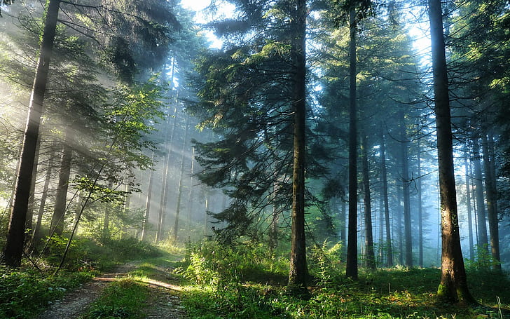 Drzewa leśne i promienie światła, las, drzewo, światło, promienie, Tapety HD