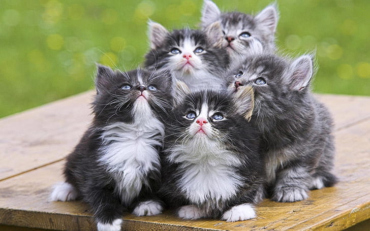 Kittens look, Kitten, Look, HD wallpaper