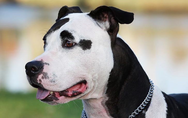 erwachsener Schwarzweiss-Amerikaner-Staffordshire-Terrier, Amstaff, Hund, Gesicht, beschmutzt, Kragen, HD-Hintergrundbild