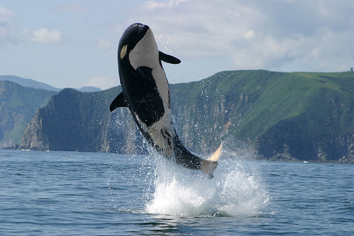 ballena blanco y negro, mar, montañas, foto, salto, Kamchatka, orca, Fondo de pantalla HD