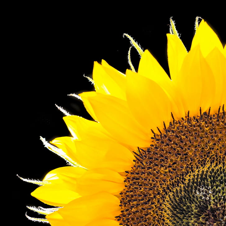 close up photo of sunflower, sunflower, Sunflower, close up, photo, Blume, flower, Panasonic Lumix G5, Sigma, 60mm, F2.8, DN, yellow, nature, petal, plant, summer, single Flower, close-up, HD wallpaper