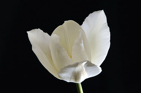 fotografia z bliska biały kwiat, biały tulipan, fotografia z bliska, biały kwiat, natura, kwiat, roślina, zbliżenie, płatek, czarne tło, pojedynczy kwiat, piękno w przyrodzie, głowa kwiatu, biały, makro, świeżość, Tapety HD HD wallpaper
