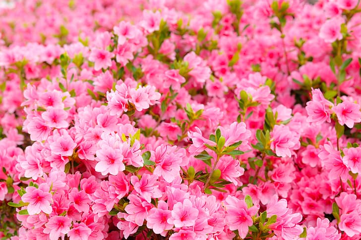 flowers, spring, pink, flowering, blossom, Azalea, bloom, HD wallpaper