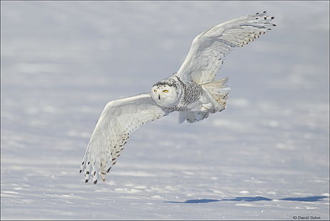 biała sowa, zima, śnieg, skrzydła, lot, sowa śnieżna, biała sowa, Tapety HD HD wallpaper