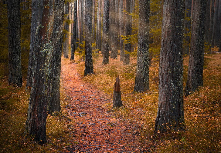 autumn, forest, trees, Norway, path, RINGERIKE, HD wallpaper