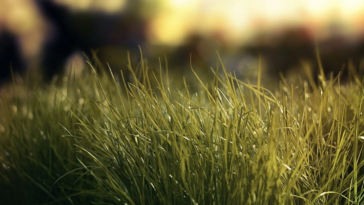 매크로, 잔디, 부드러운, 식물, HD 배경 화면