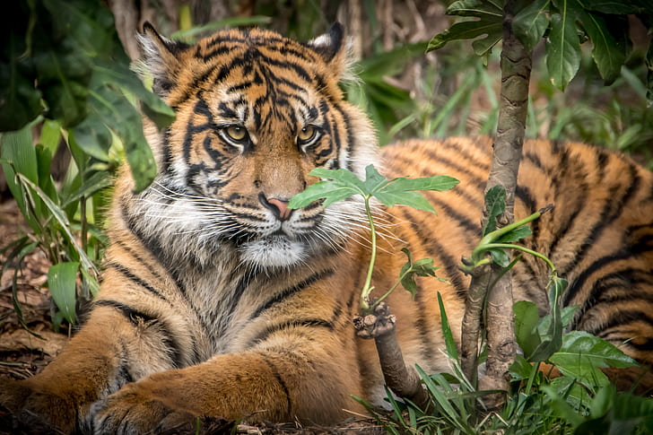 Tiger, Jungtier, Sumatra-Tiger, große Katze, HD-Hintergrundbild