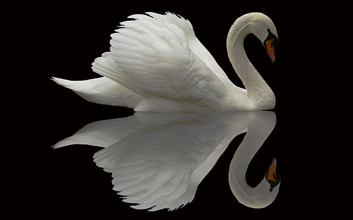 Swan, Bird, Grace, Beautiful, Feather, Sfondo HD