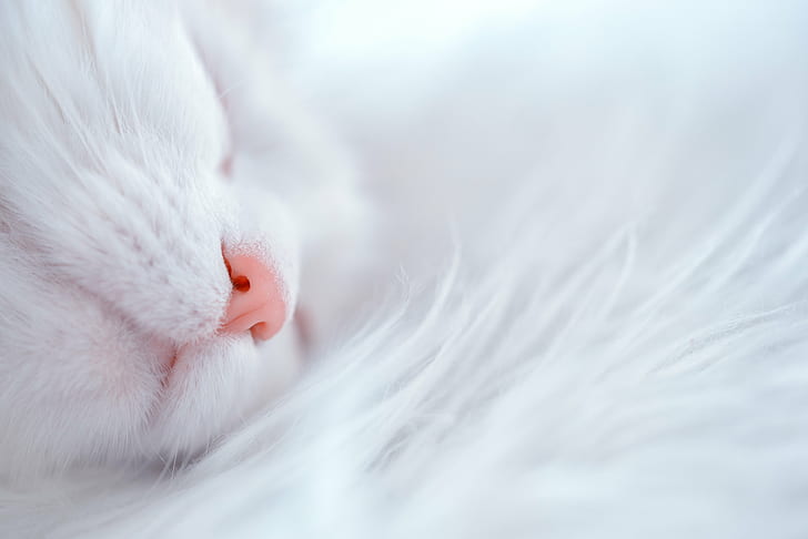 фотография крупным планом белого кота, дремлющий, фотография крупным планом, животное, катт, кошки, вздремнуть, усталый, сонный, белый, фон, домашние животные, милый, домашний Кот, млекопитающее, спящий, мех, домашние животные, HD обои