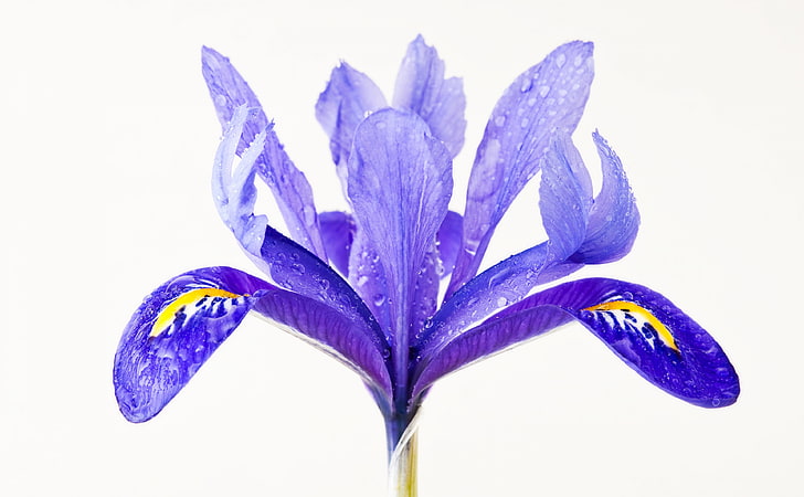 Gotas de agua sobre una flor de iris morado, Aero, Blanco, Gotas, Flor, Púrpura, Primavera, Agua, Brillante, Planta, Macro, Cerrar, Iris, Fondo de pantalla HD