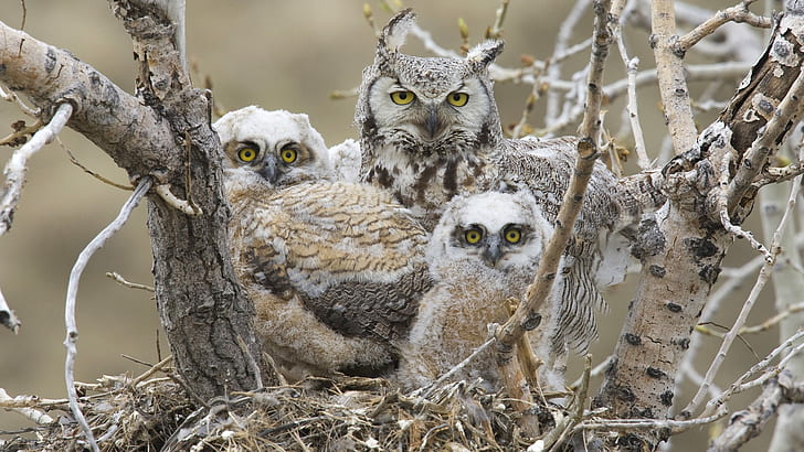 Owl family, Owl, Family, HD wallpaper