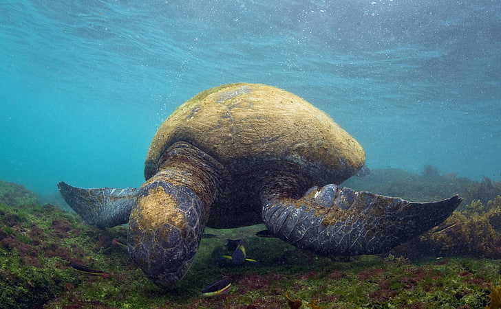 животни, море, костенурка, под вода, острови галапагос, HD тапет