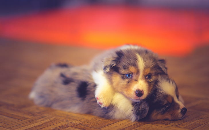 Cute dogs, puppy, play game, two blue merle australian shepherd puppies, Cute, Dogs, Puppy, Play, Game, HD wallpaper