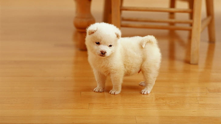 *** Lovely Dog ***, filhote de cachorro revestido de branco, szczeniaki, ladowe, zwierzeta, animais, HD papel de parede