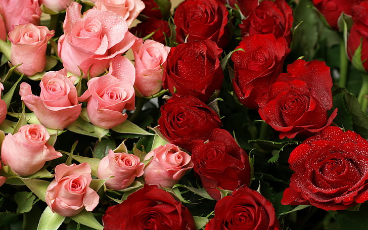 Rose Bouquet Wallpapers Valentine Love Widescreen Hd Picture 3840×2400, HD wallpaper