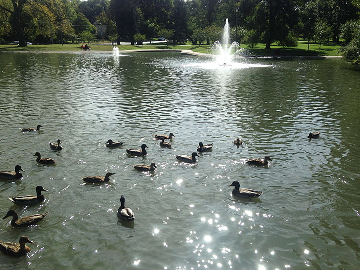 duck pond, ducks, mallard ducks, pond, HD wallpaper
