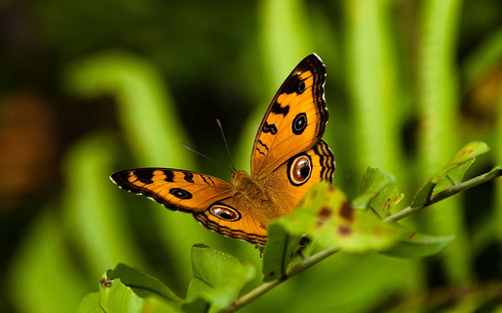 orange owl butterfly, butterfly, flight, patterns, grass, leaves, plant, HD wallpaper