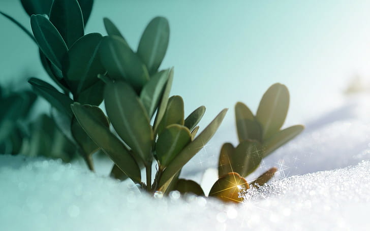 neve, arte digitale, piante, inverno, Sfondo HD