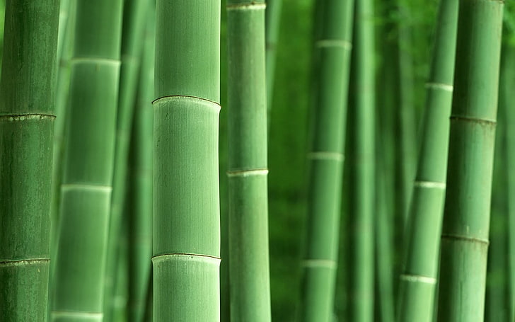 bambu, plantas, natureza, verde, HD papel de parede