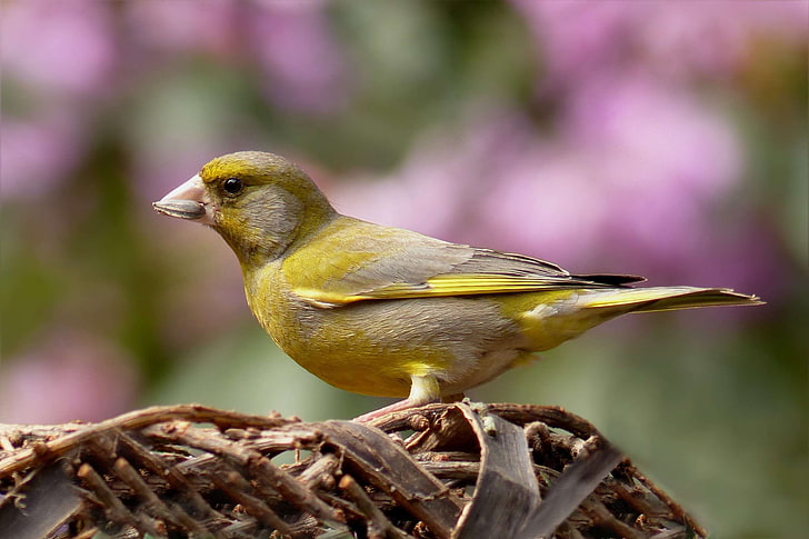 bird, blur, close up, foraging, garden, greenfinch, HD wallpaper