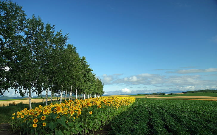 field, culture, economy, sunflowers, birches, HD wallpaper